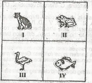 The correct evolutionary sequence of the organisms represented is